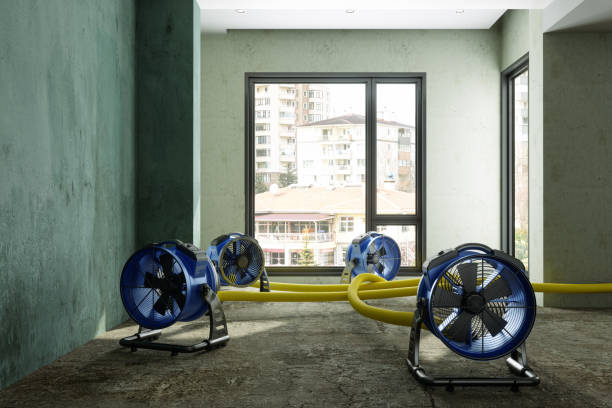 Best Mold removal after water damage  in Stanton, CA
